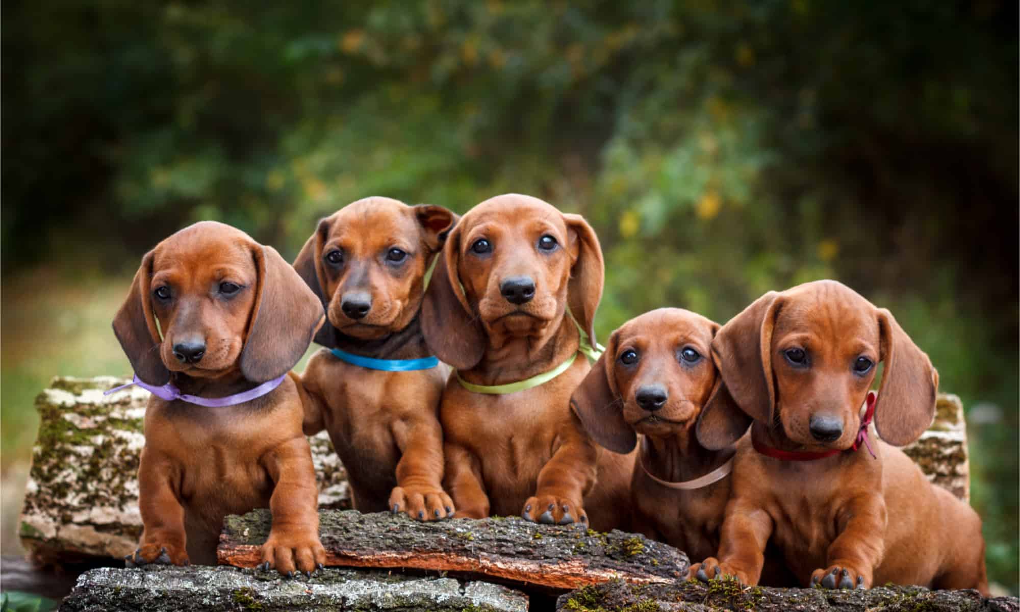 5-dachshund-puppies-on-a-log