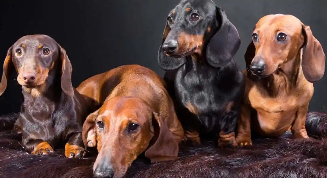 Raza_Dachshund_miniatura